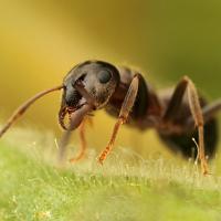 Black Ant 